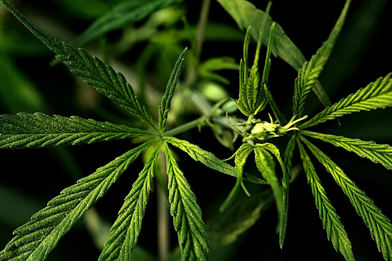 Illustration for article titled Cannabis stocks get huge gains with new Aurora acquisition